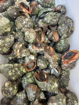 Snails snail Stock Photos