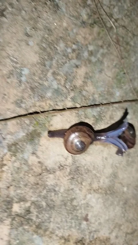 Snails Spotted Engaging in Unusual Behavior, Atan, Ogun State, Nigeria - 17 May  Stock Footage 341361534