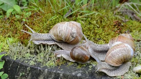 Snails in the spring forest Stock Footage 76986518