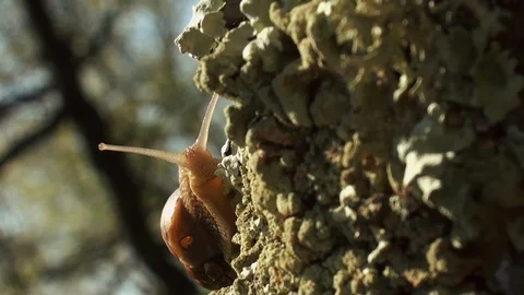 Snails spring with light of spring, close up Видео 114571937