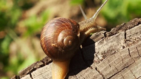 Snails spring with light of spring, close up Видео 114572008
