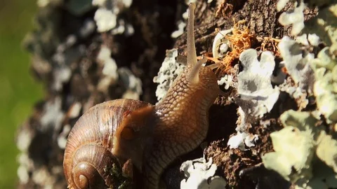 Snails spring with light of spring, close up Видео 114572012