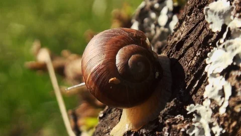 Snails spring with light of spring, close up Видео 114572017