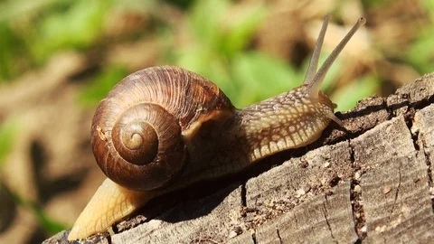 Snails spring with light of spring, close up Видео 114572025
