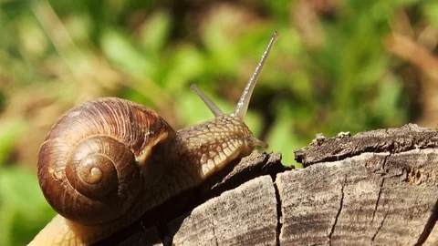 Snails spring with light of spring, close up Видео 114572089