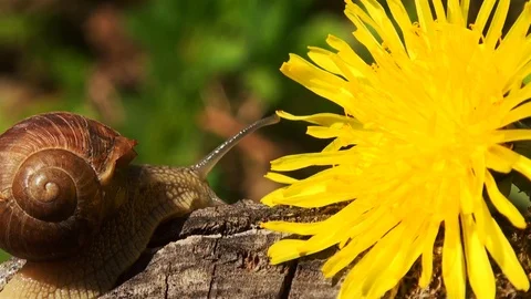 Snails spring with light of spring, close up Видео 114572142