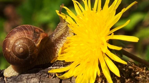 Snails spring with light of spring, close up Видео 114572143