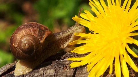 Snails spring with light of spring, close up Видео 114572147