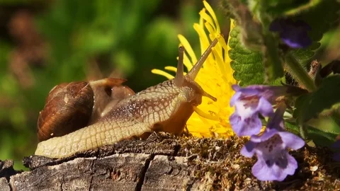 Snails spring with light of spring, close up Видео 114572156