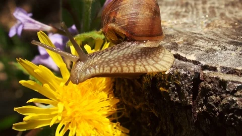 Snails spring with light of spring, close up Видео 114572204
