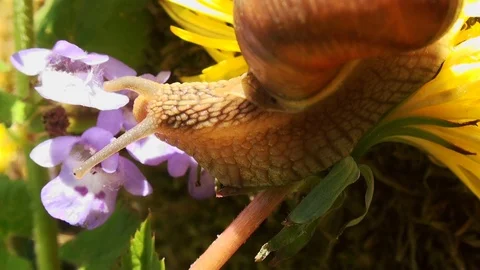 Snails spring with light of spring, close up Видео 114572233