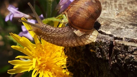 Snails spring with light of spring, close up Видео 114572246