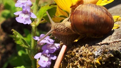 Snails spring with light of spring, close up Видео 114572255