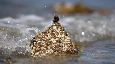 Snails stacked on top of each other stay still as water wave crashes and Stock Footage 252112890