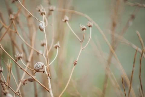 Snails on the stem. The composition of dry branches Stock Photos