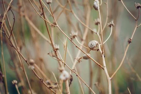 Snails on the stem. The composition of dry branches Stock Photos