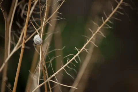 Snails on the stem. The composition of dry branches Foto stock