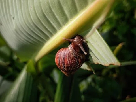 Snails stick Stock Photos