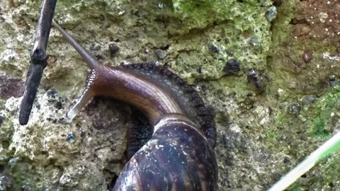 Snails stick to the wall Stock Footage 304150034