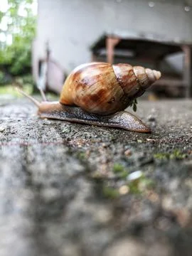 Snails on the street Stock Photos