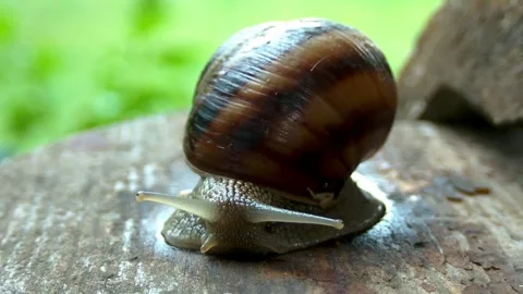 Snails on a summer rainy day1 Stock Footage 269142490
