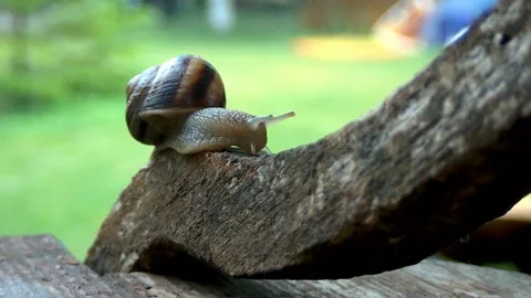 Snails on a summer rainy day2 Stock Footage 269142344