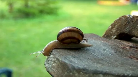 Snails on a summer rainy day3 Stock Footage 269142475