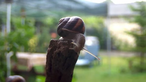Snails on a summer rainy day5 Stock Footage 269142294