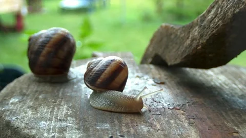 Snails on a summer rainy day6 Stock Footage 269142492