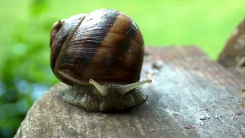Snails on a summer rainy day7 Stock Footage 269142463