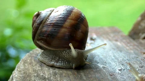 Snails on a summer rainy day8 Stock Footage 269142616
