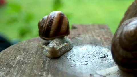 Snails on a summer rainy day9 Stock Footage 269142579