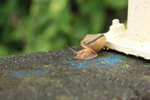 Snails take a break after raining Stock Photos