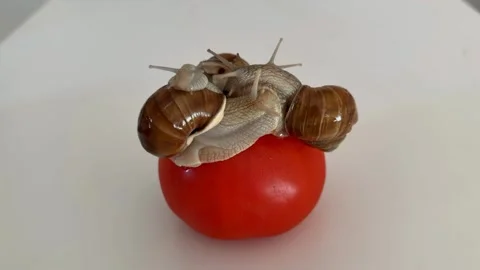 Snails on Tomato Stock Footage 310433977