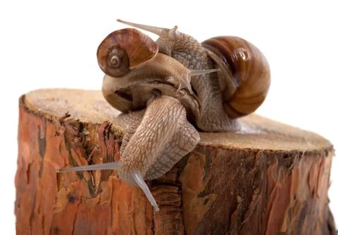 Snails on top of one another, on pine tree stump Stock Photos