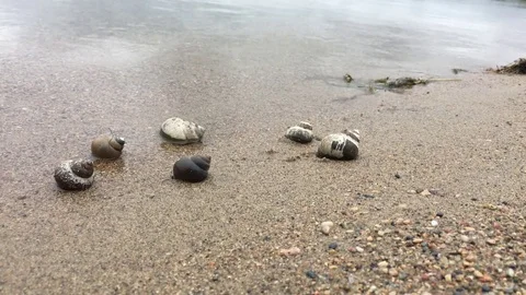 Snails on Tranquil Beach Видео 78518094