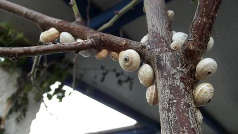 Snails on tree Stock Photos