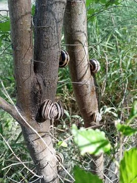 Snails on a tree Stockfoto's