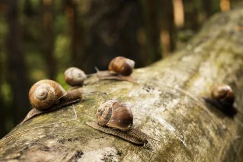 Snails on tree stem in forest Stock Photos