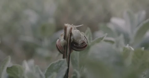 Snails trying to make love Stock Footage 275857755