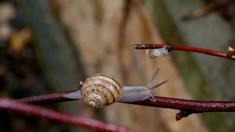 Snails Twig Stock Footage 84002556
