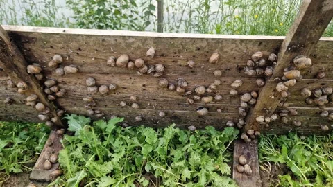 Snails on underside of raised wooden shield on snail farm Stock Footage 276543896