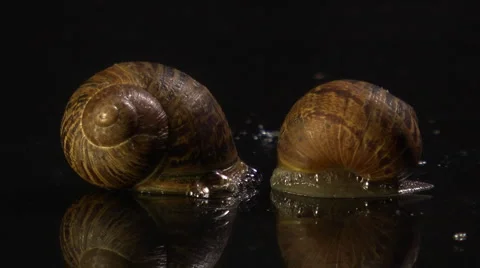 Snails v1 Stock-Footage 6043341