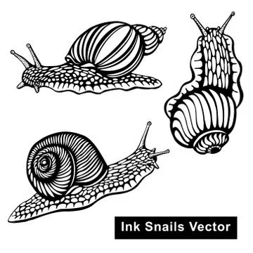 Snails vector black and white illustration - hand drawn with ink, decorative  Stock Illustration