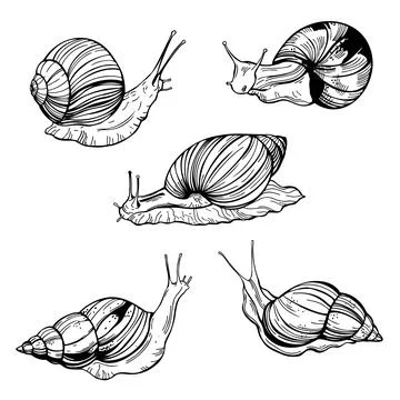 Snails.  Vector sketch  illustration. Stock Illustration