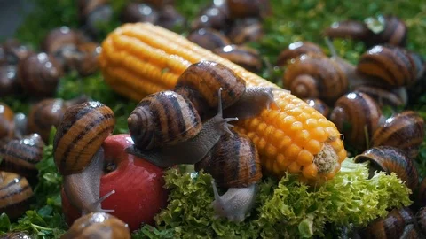 Snails on vegetables and greens close-up Stock Footage 121179359