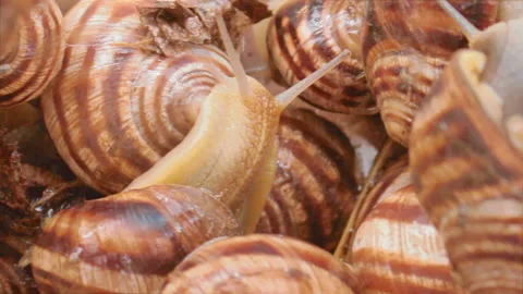 Snails Waiting For Being Prepared In A Kitchen. Alternative-protein Source Video stock 129790032