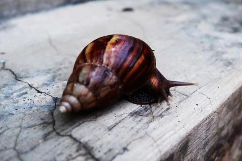 Snails walk on the floor Stock Photos