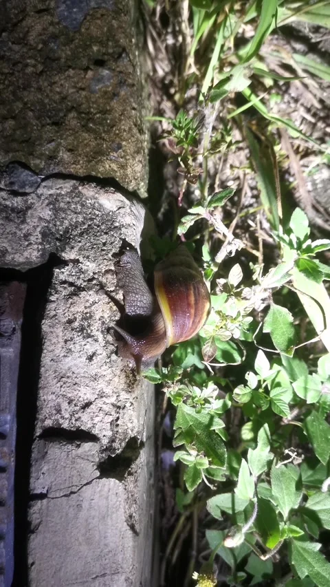 Snails walk at night Stock Footage 253976739