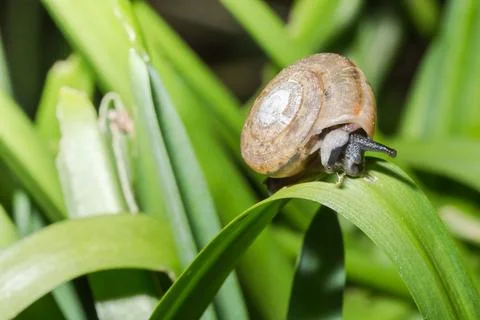 Snails walking on leaves Stock Photos